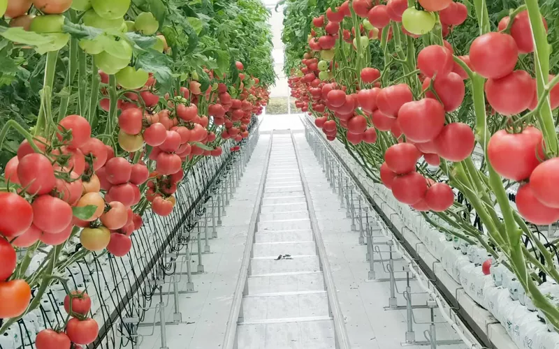 The Benefits of Growing Plants in a Glass Greenhouse